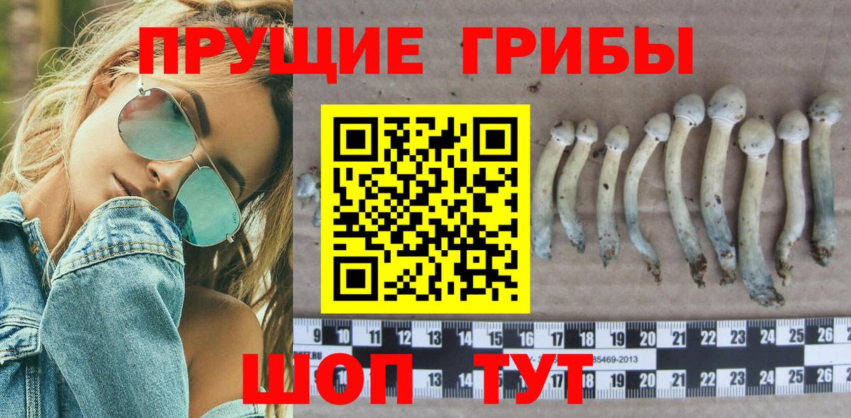 Чистополь  Галлюциногенные грибы Psilocybe  Вход с VPN 